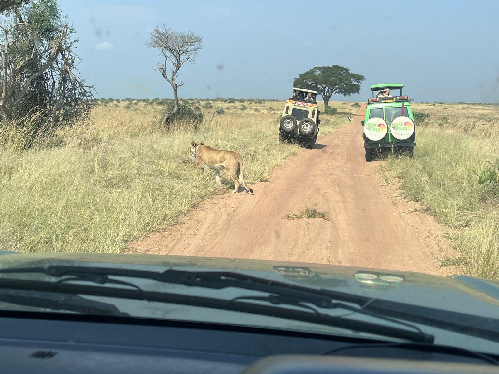 Safari photo 4
