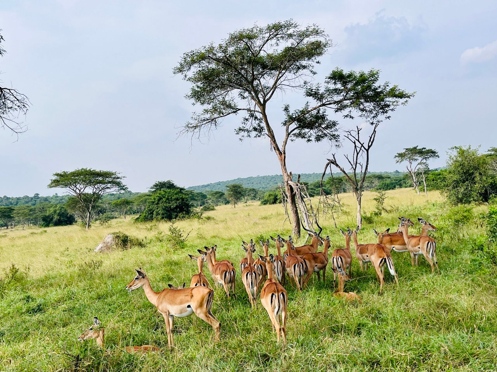 Safari photo 5
