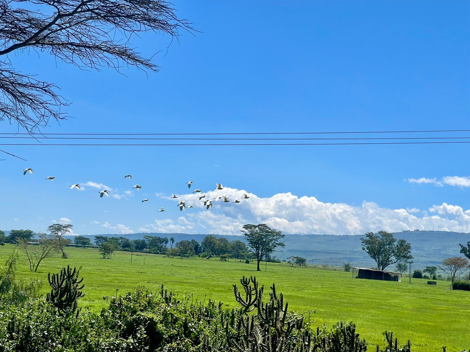 Safari photo 11