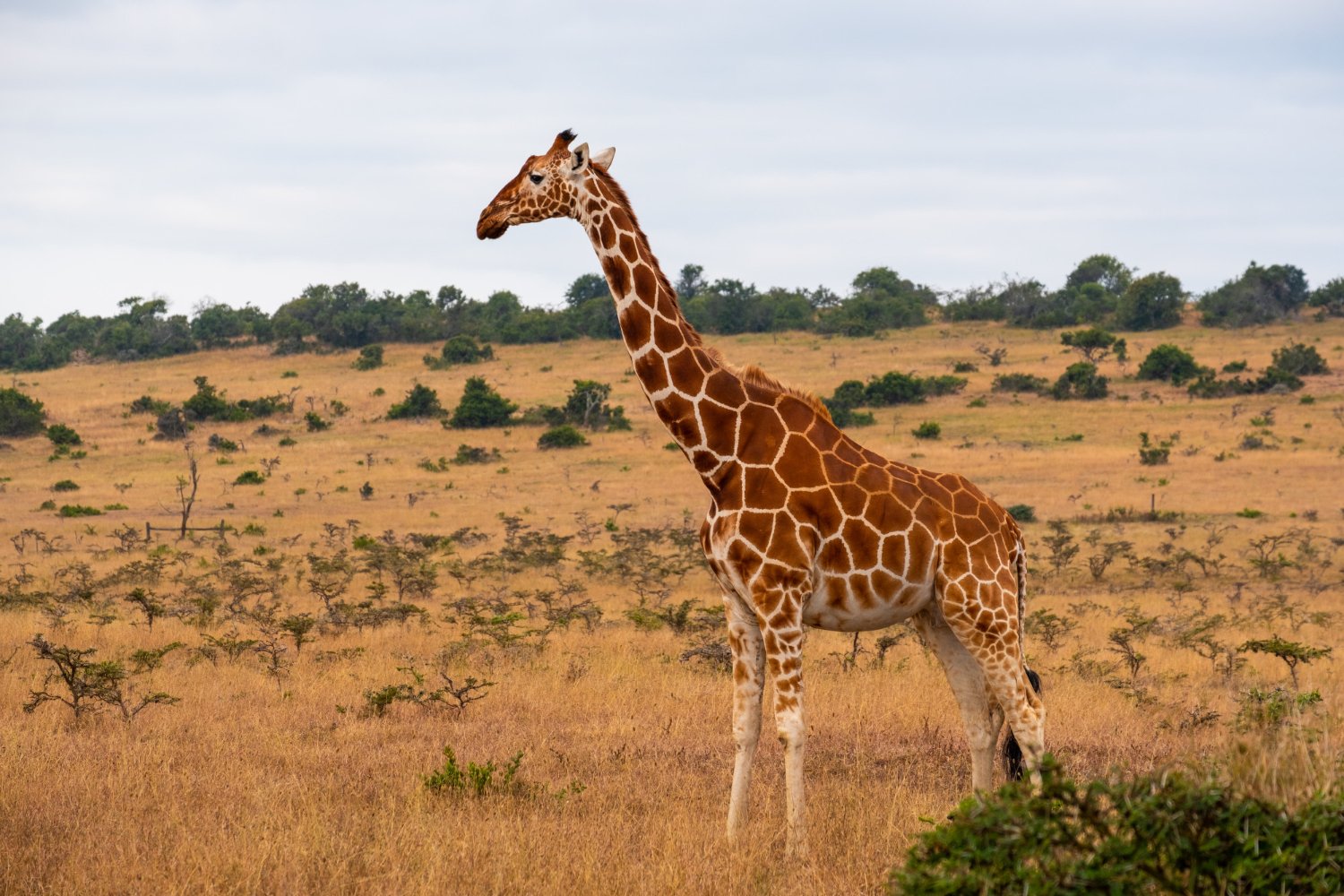 Kidepo Valley National Park