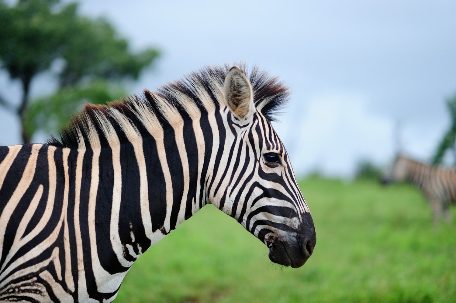 Bwindi Impenetrable National Park