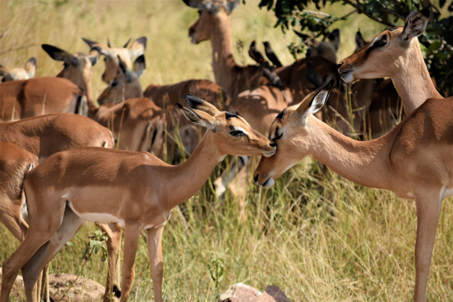Murchison Falls National Park