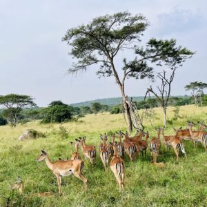 Ultimate Uganda Wildlife Intensive-Primate & Predator Trail  Focus: 100% Wildlife & Wilderness